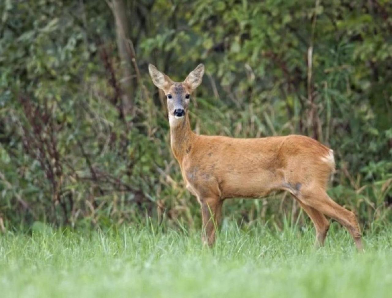 Haus Natura Jurdani Esterno foto